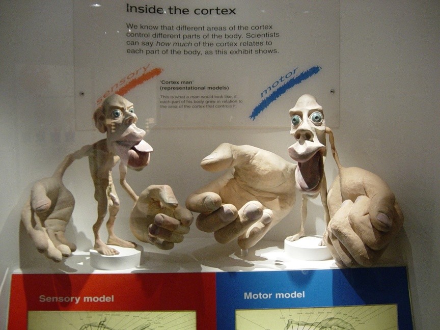 Homonculus sensorimoteur